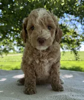 Sky, a male Miniature Goldendoodle for sale in Sullivan, IL – 2 of 6