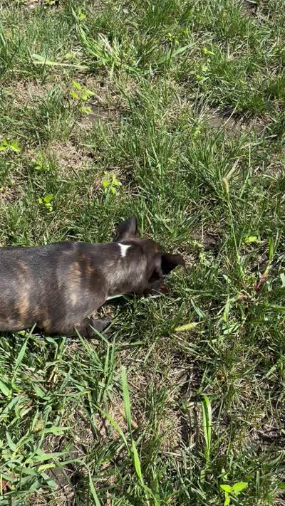 Kenzie, a female Frenchton for sale in Sullivan, IL – 6 of 6