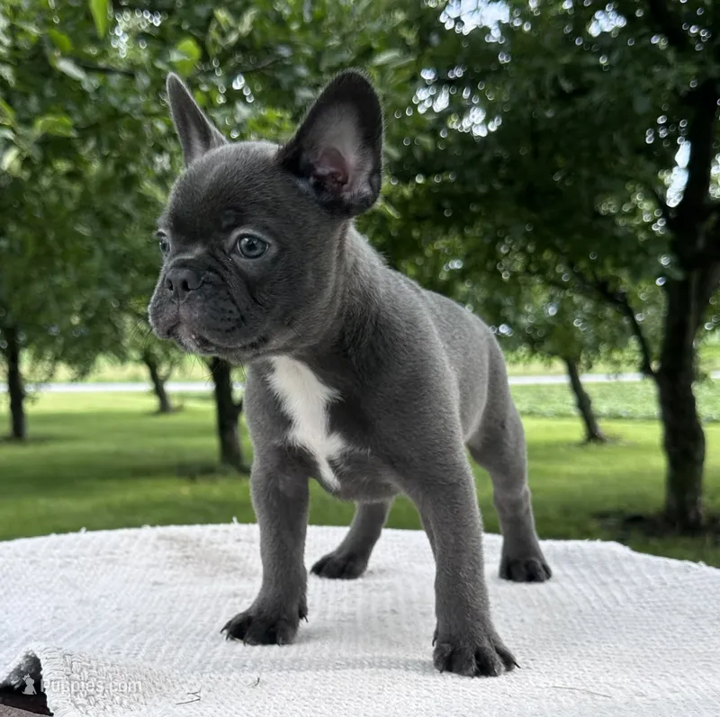 River – Frenchton puppy for sale in Sullivan, IL
