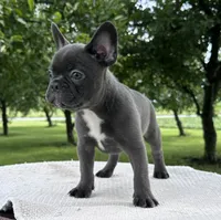 River, a male Frenchton for sale in Sullivan, IL – 2 of 5