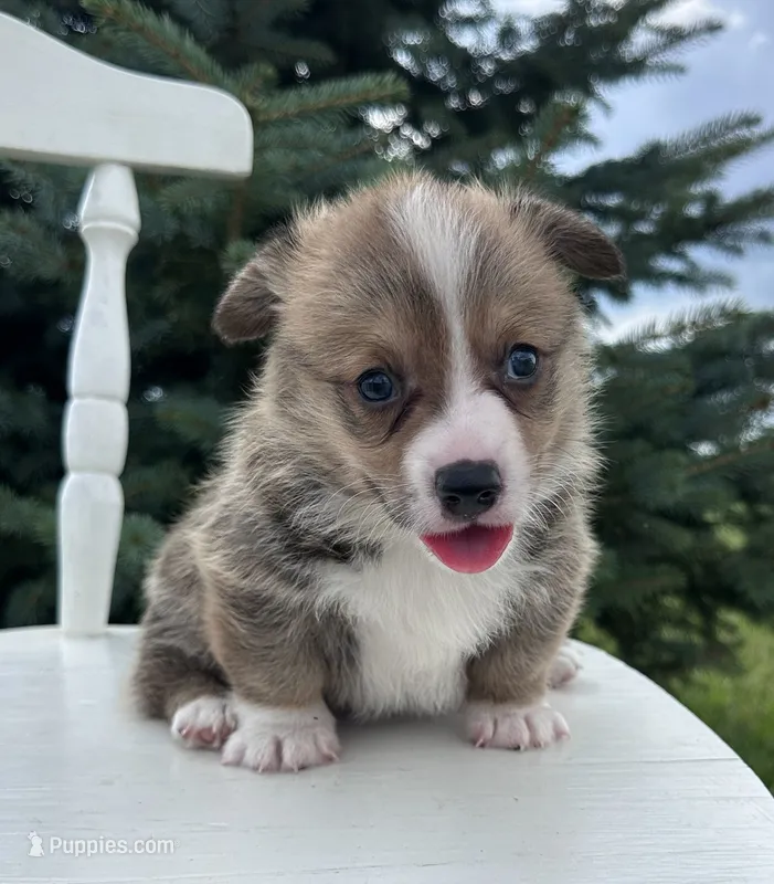 West – Pembroke Welsh Corgi puppy for sale in Sullivan, IL