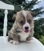 West, a male Pembroke Welsh Corgi for sale in Sullivan, IL – 1 of 5