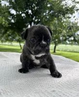 Ian, a male Frenchton for sale in Sullivan, IL – 2 of 4