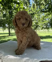 Charli, a female Miniature Goldendoodle for sale in Sullivan, IL – 2 of 6