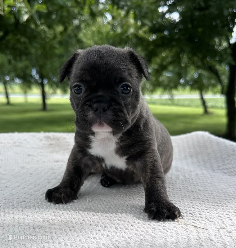 Kayda – Frenchton puppy for sale in Sullivan, IL