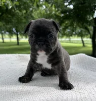Kayda, a female Frenchton for sale in Sullivan, IL – 1 of 4