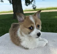 Sandy, a male Pembroke Welsh Corgi for sale in Sullivan, IL – 3 of 4