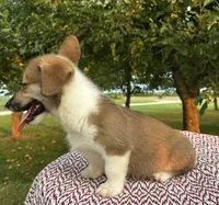 Kya, a female Pembroke Welsh Corgi for sale in Sullivan, IL – 3 of 5