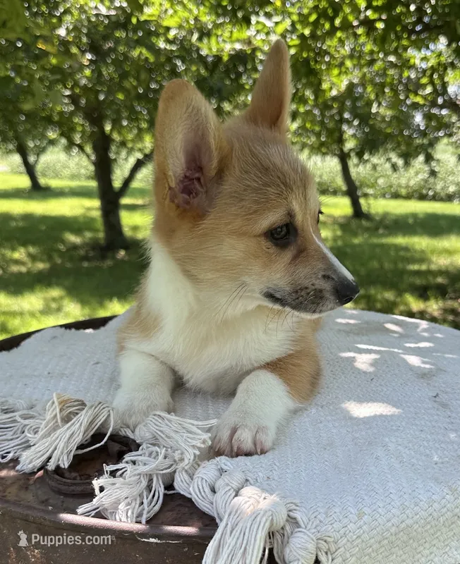 Ali – Pembroke Welsh Corgi puppy for sale in Sullivan, IL