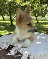 Ali, a female Pembroke Welsh Corgi for sale in Sullivan, IL – 1 of 5