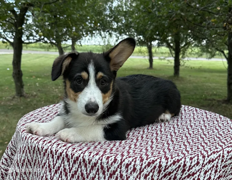 Wyatt – Pembroke Welsh Corgi puppy for sale in Sullivan, IL