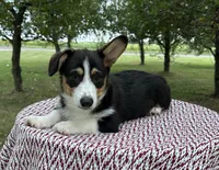 Wyatt, a male Pembroke Welsh Corgi for sale in Sullivan, IL – 1 of 5