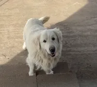 Morocco Cobalt, a male English Cream Golden Retriever for sale in Sullivan, IL – 7 of 7