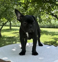 Everest, a male Frenchton for sale in Sullivan, IL – 3 of 4