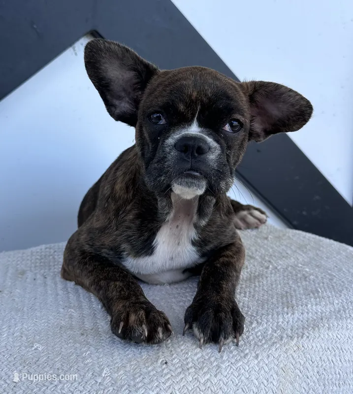Aniya – Frenchton puppy for sale in Sullivan, IL