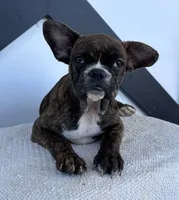 Aniya, a female Frenchton for sale in Sullivan, IL – 2 of 6