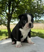 Maisie , a female Boston Terrier for sale in Sullivan, IL – 4 of 5