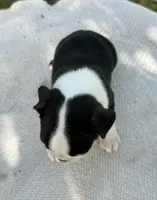 Blake, a male Boston Terrier for sale in Sullivan, IL – 4 of 5