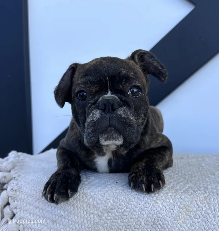 Ian – Frenchton puppy for sale in Sullivan, IL