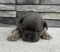 Amaya, a female Frenchton for sale in Sullivan, IL – Photo 2 of 3