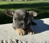 Amaya, a female Frenchton for sale in Sullivan, IL – 2 of 3