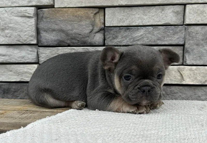Amaya – Frenchton puppy for sale in Sullivan, IL