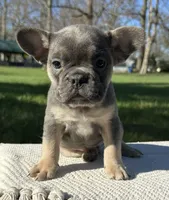 Amaya, a female Frenchton for sale in Sullivan, IL – 1 of 3