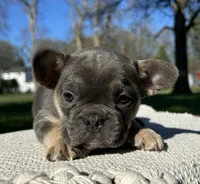 Amaya, a female Frenchton for sale in Sullivan, IL – 3 of 3