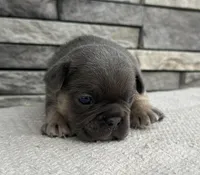 Amaya, a female Frenchton for sale in Sullivan, IL – Photo 3 of 3