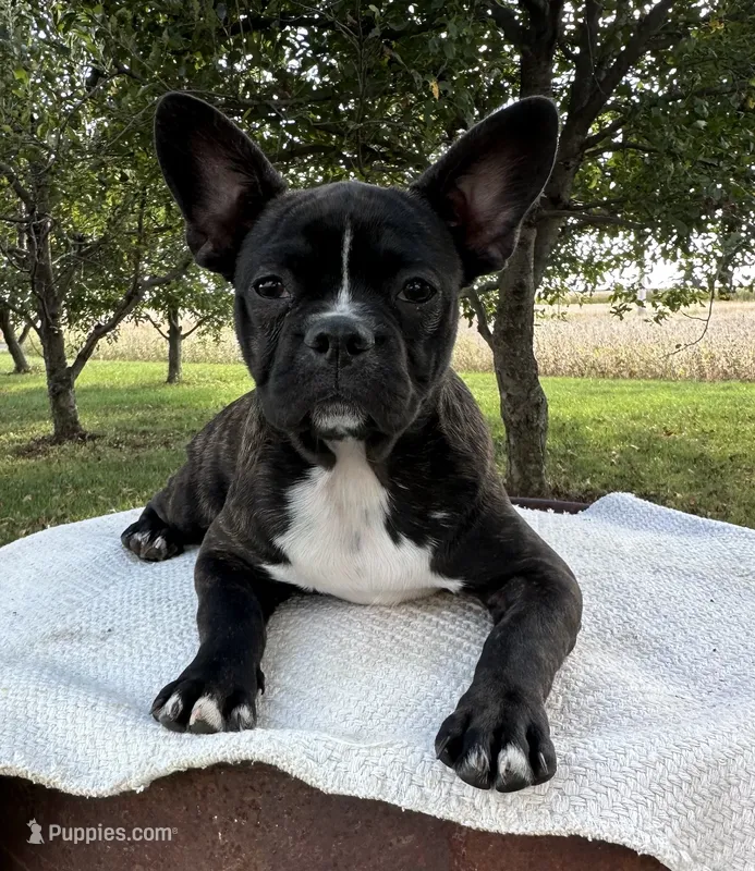 Kenzie – Frenchton puppy for sale in Sullivan, IL