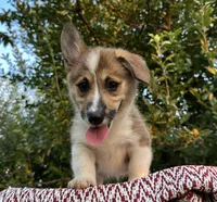 Kya, a female Pembroke Welsh Corgi for sale in Sullivan, IL – 4 of 5
