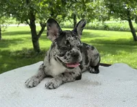 Meadow, a female Frenchton for sale in Sullivan, IL – 3 of 5
