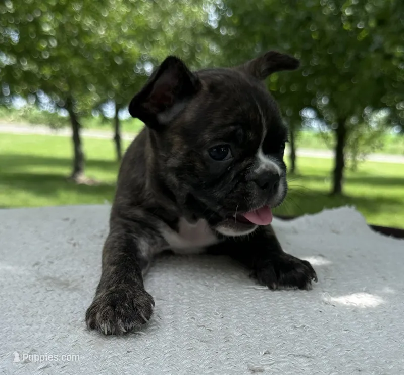 Kenzie – Frenchton puppy for sale in Sullivan, IL