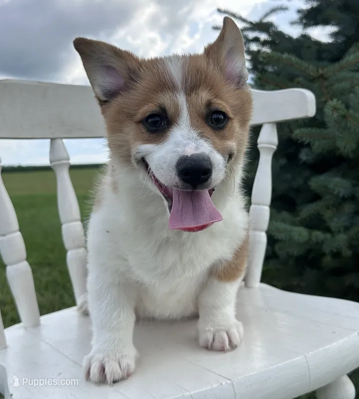 Sandy – Pembroke Welsh Corgi puppy for sale in Sullivan, IL