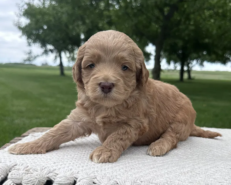 Rosenthal – Miniature Goldendoodle puppy for sale in Sullivan, IL