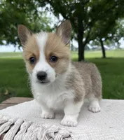Lilac, a female Pembroke Welsh Corgi for sale in Sullivan, IL – 2 of 3