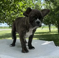 Aniya, a female Frenchton for sale in Sullivan, IL – 2 of 6