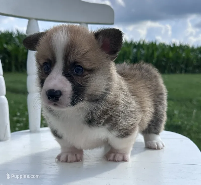 Houston – Pembroke Welsh Corgi puppy for sale in Sullivan, IL