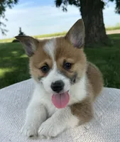 Sandy, a male Pembroke Welsh Corgi for sale in Sullivan, IL – 2 of 4