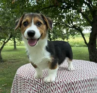 Autumn, a female Pembroke Welsh Corgi for sale in Sullivan, IL – 3 of 5
