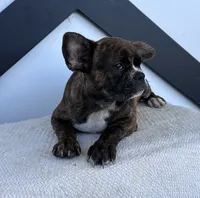 Aniya, a female Frenchton for sale in Sullivan, IL – 4 of 6