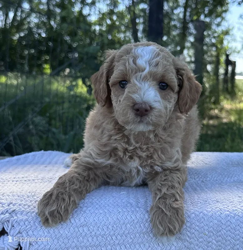 Sky – Miniature Goldendoodle puppy for sale in Sullivan, IL
