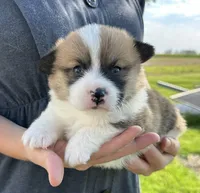 Sandy, a male Pembroke Welsh Corgi for sale in Sullivan, IL – 3 of 3