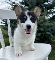 Marina, a female Pembroke Welsh Corgi for sale in Sullivan, IL – 1 of 4