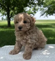 Whitley, a female Maltipoo for sale in Sullivan, IL – 2 of 4