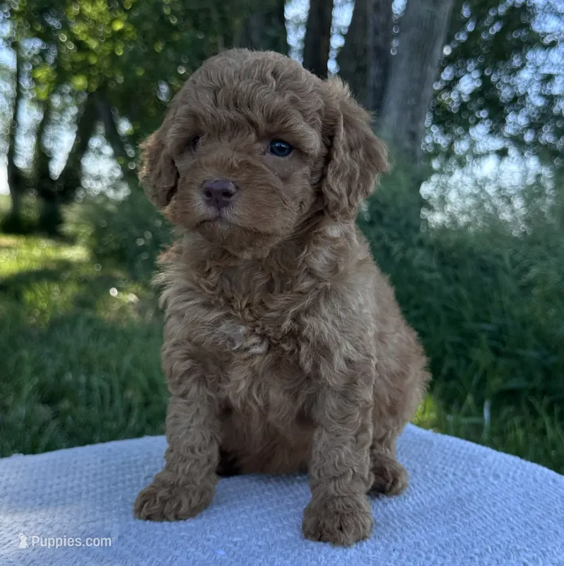 Effie  – Miniature Goldendoodle puppy for sale in Sullivan, IL