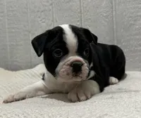 Cillian, a male Boston Terrier for sale in Sullivan, IL – Photo 1 of 3