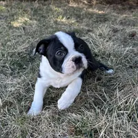 Cillian, a male Boston Terrier for sale in Sullivan, IL – Photo 3 of 3