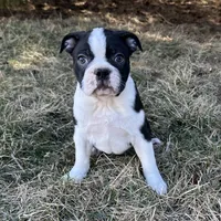 Cillian, a male Boston Terrier for sale in Sullivan, IL – Photo 1 of 3