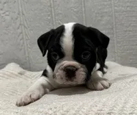 Cillian, a male Boston Terrier for sale in Sullivan, IL – Photo 3 of 3